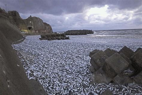 Thousands of tons of dead sardines wash ashore in northern Japan